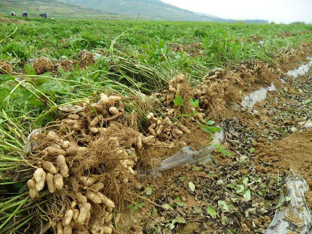 為什么要到谷雨時種植花生？