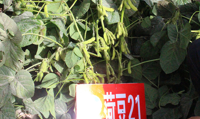 菏豆21