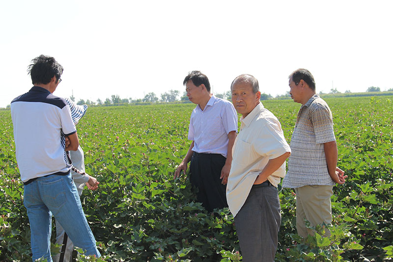 北疆分公司在棉田為農(nóng)民做技術(shù)指導(dǎo)